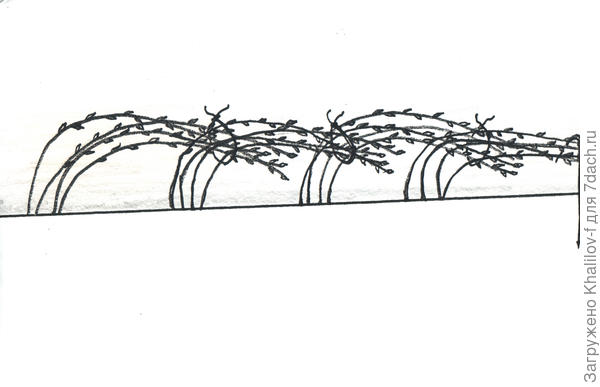 Схематический показ, как пригибается малина под зиму.