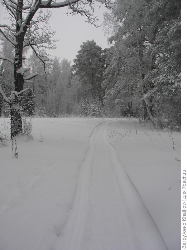 Лес в Зелёной роще