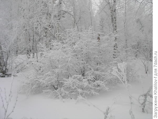 Куст в инее