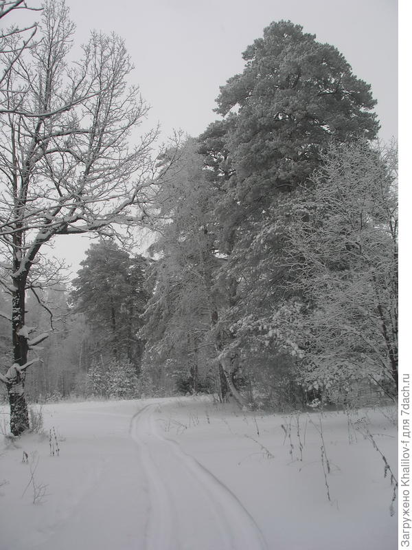 Наша тропинка. Недавно прошел снегоход Буран