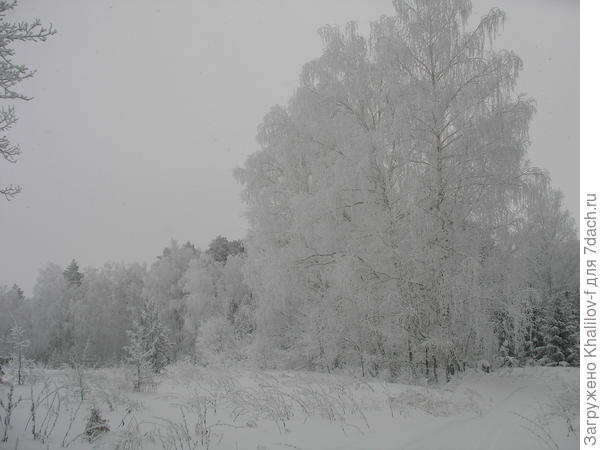 Белая берёза