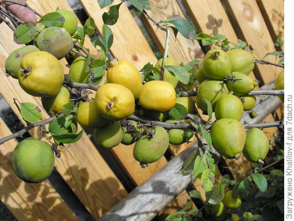 Плоды айвы японской.