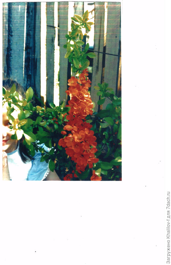 Вот айва цветёт.