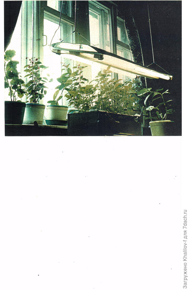 Всходы появились - повесили осветитель.