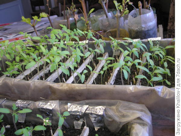 Появились всходы.