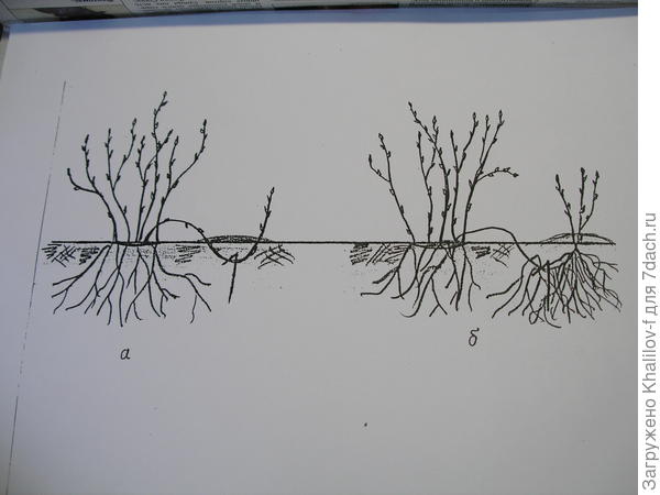 Самый легкий способ размножения смородины.