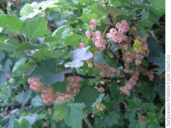 Розовая смородина Голландская розовая.