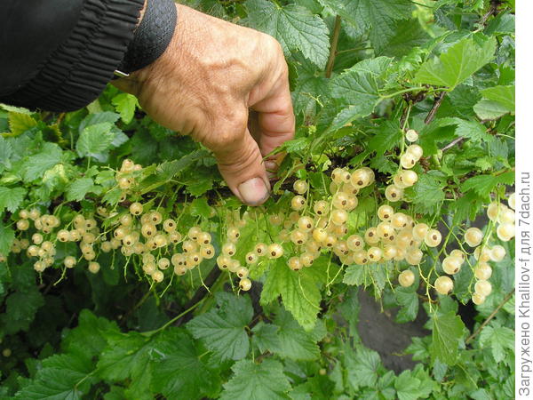 Белая смородина Версальская белая