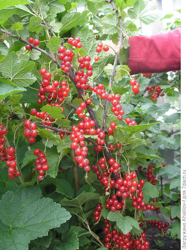 Красная смородина Джонхер Ван Тетс