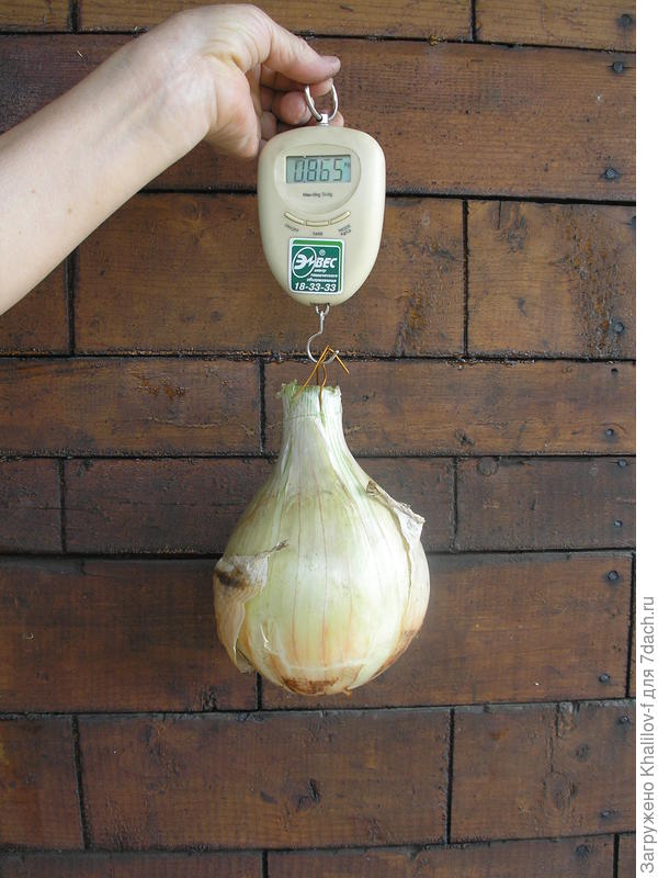 Мой лук рекодсмен, может у кого-то были и покрупнее