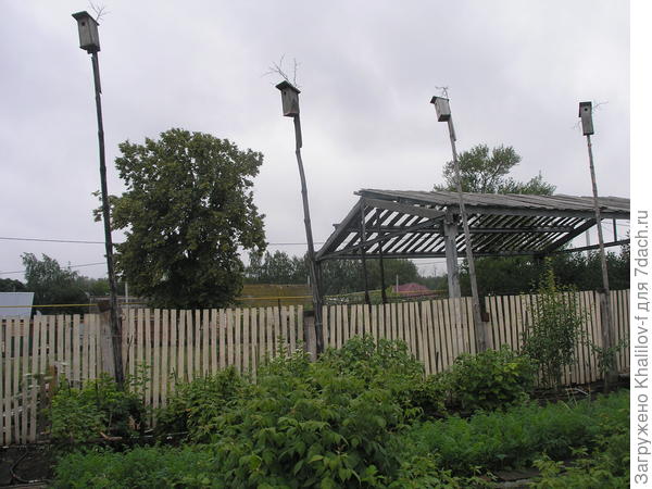 Это не все, скворечников  у меня 6 штук.