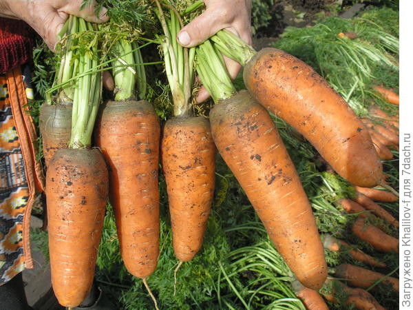 Корнеплоды крупным планом.