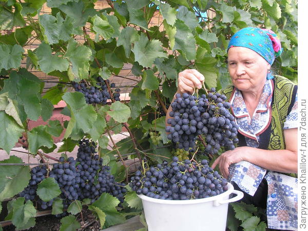 Агат Донской