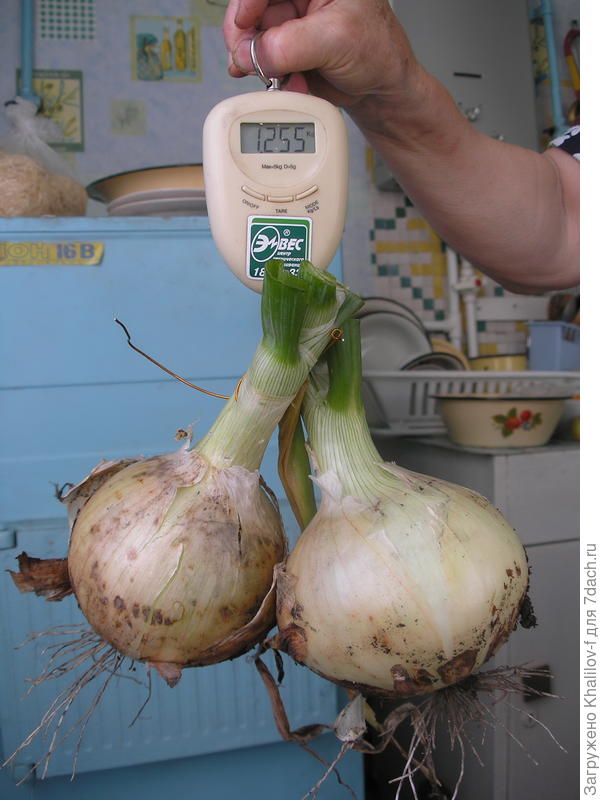 Эксибишен