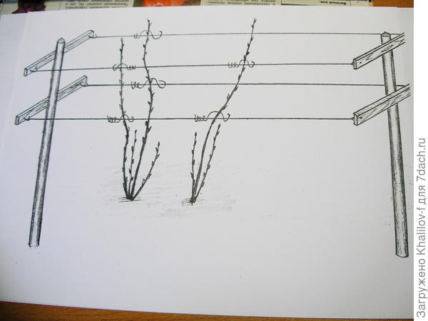 Крепление побегов на шпалере.