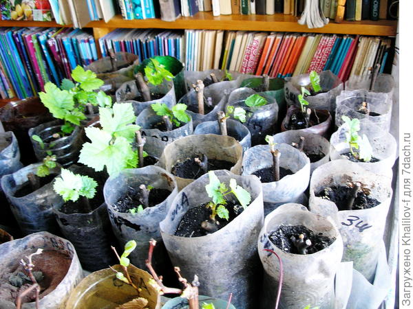 Зимнее укоренение черенков винограда