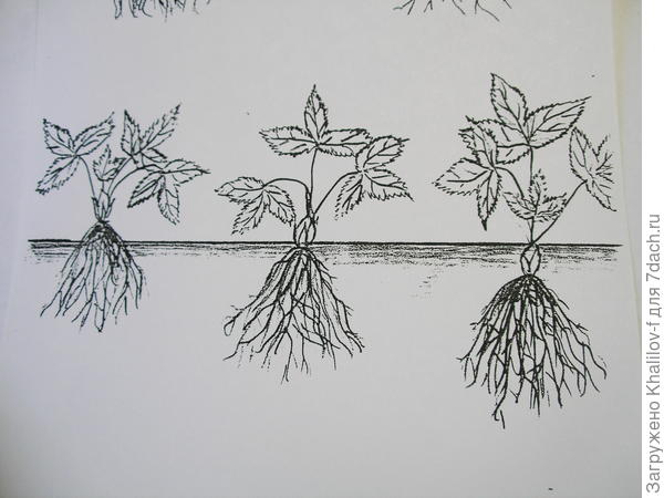 Посадка земляники.