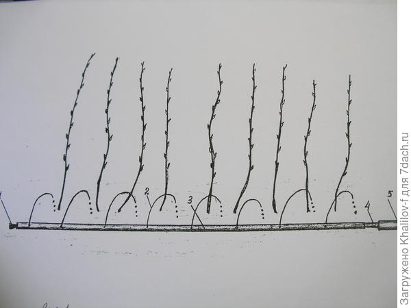 Ряд малины и идет полив