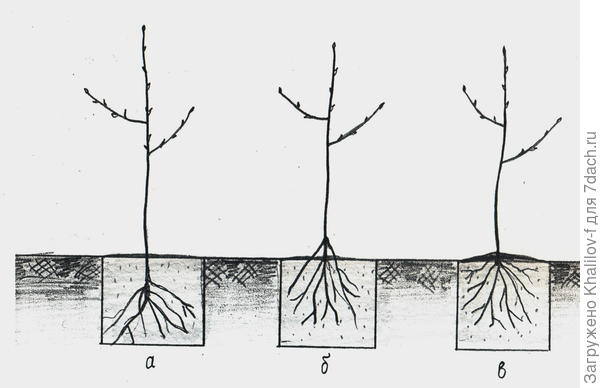 Посадка дерева. а) НЕ правильно - стволик глубоко закопан; б) Не правильно - кони наружу. в) Правильная посадка.