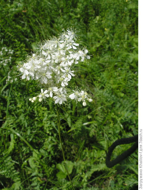 Вот цветущая таволга