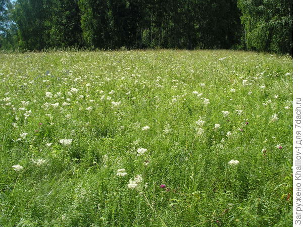 Вот целое поле таволги.