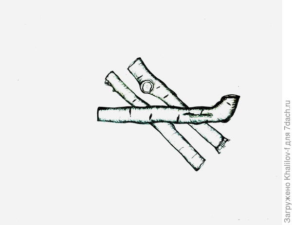 Корни хрена.