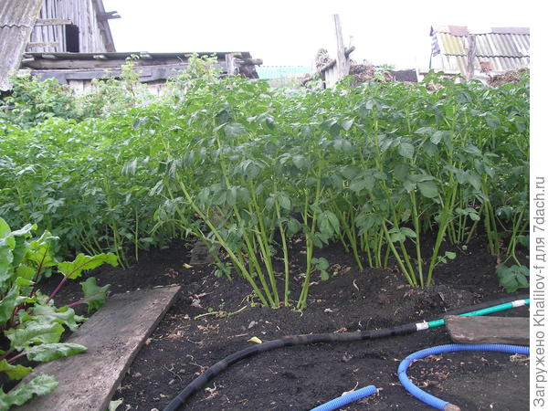 Картофель Адретта.