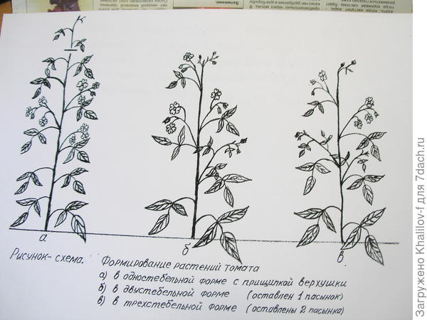 Формирование томата в 1, 2, и три стебля.