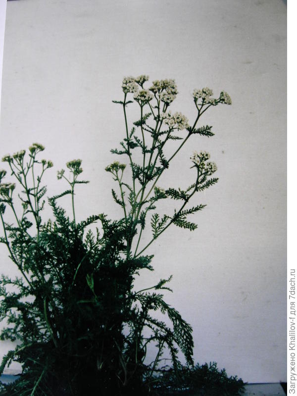 Тысячелистник