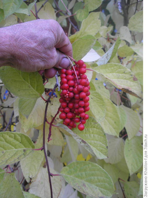 Лимонник китайский