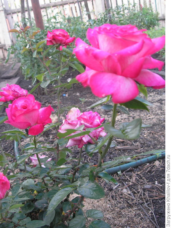 Болгарская роза из города Габрово