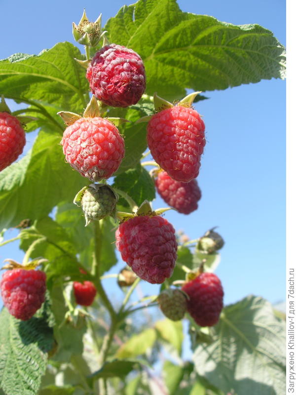 Вот мой Геракл вчера,16 августа.