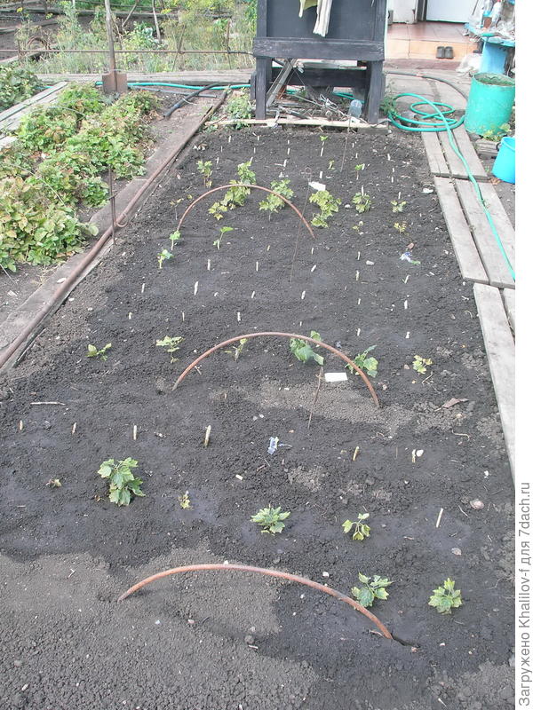 Красная, розовая, и белая смородины