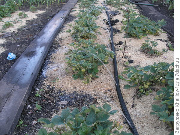 Поливается земляника, пока левый ряд. Повернем поливальщик отверстиями вправо  и поливаем правый ряд.