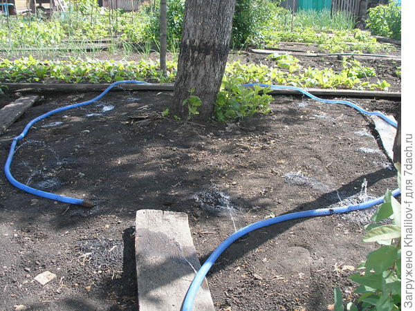 Полив яблони пока по внутреннему кругу, а повернув отверстия наружу поливаю по большому кругу.