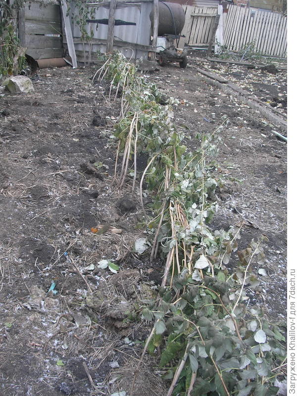 Малина Новость Кузьмина пригнутая на зиму.