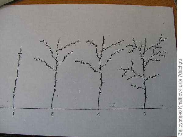 Метод двойной обрезки малины. 1) удаление верхушки в мае-начале июня когда молодые побеги достигли 60-80 см; 2) Ветвление малины к осени, после майской обрезки; 3) Вторая обрезка, сразу после поднятия побегов весной и подвязки к шпалерам; 4)  Ветвление малины к сроку плодоношения после второй обрезки. С такого куста урожай в два- два с половиной раза больше чем при обычном удалении верхушки.