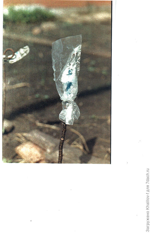 Сделали прививку и одели пакет