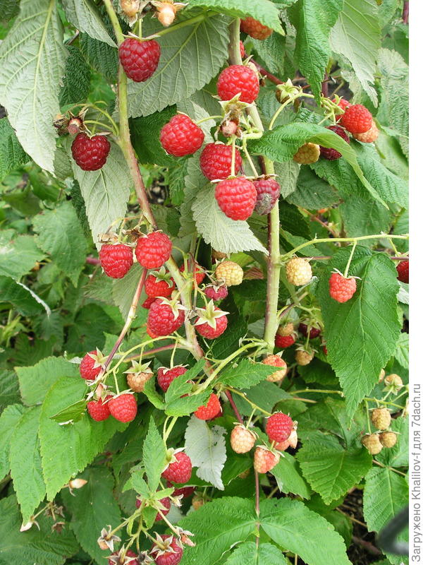 Плодоношение Геракла