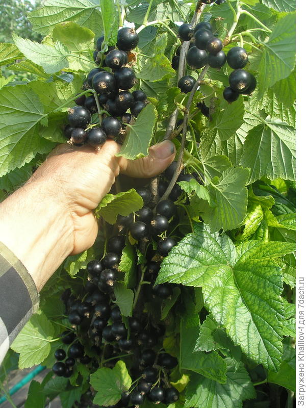 Видите, же в кистях нет пустого места из-за неопылённого цветка.