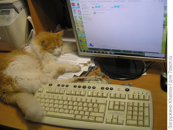 Пушистый помощник деда...