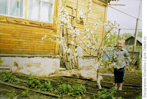 Карликовая  яблоня. Рядом мой пятилетний сосед Азатик