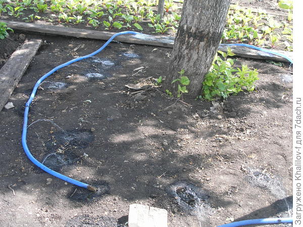 Полив яблони по диаметру кроны.