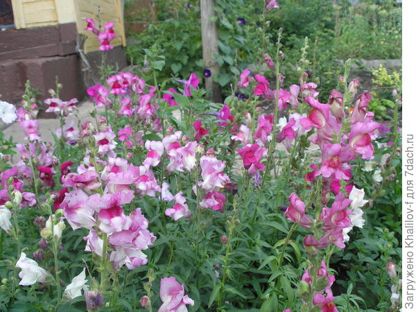 размножается самосевом.