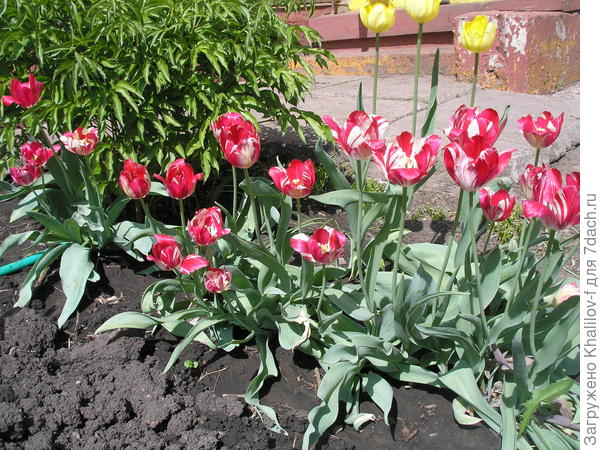 Тюллпаны