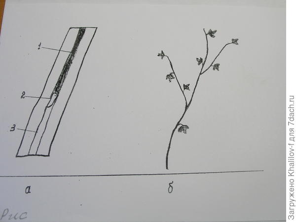 Побег смородины поврежденная стелянницей. Развитие ветки поврежденной стеклянницей.