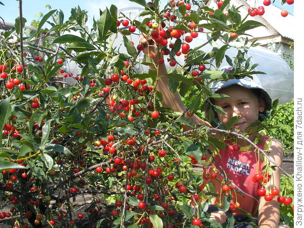 Высота куста вишни Маяк (Парню 6 лет)