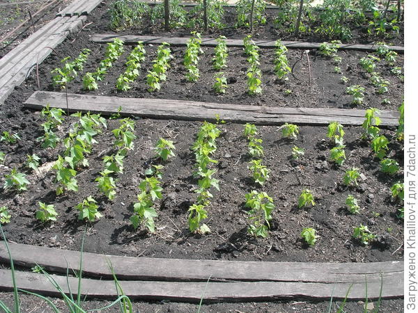 Лето. Черенки во всю растут.