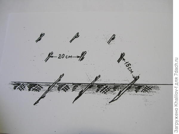 Черенки посажены.