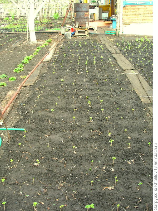 Черенки начали зеленеть